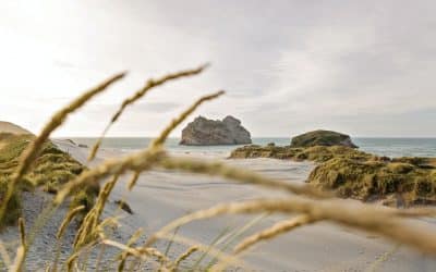 Moving to New Zealand from South Africa